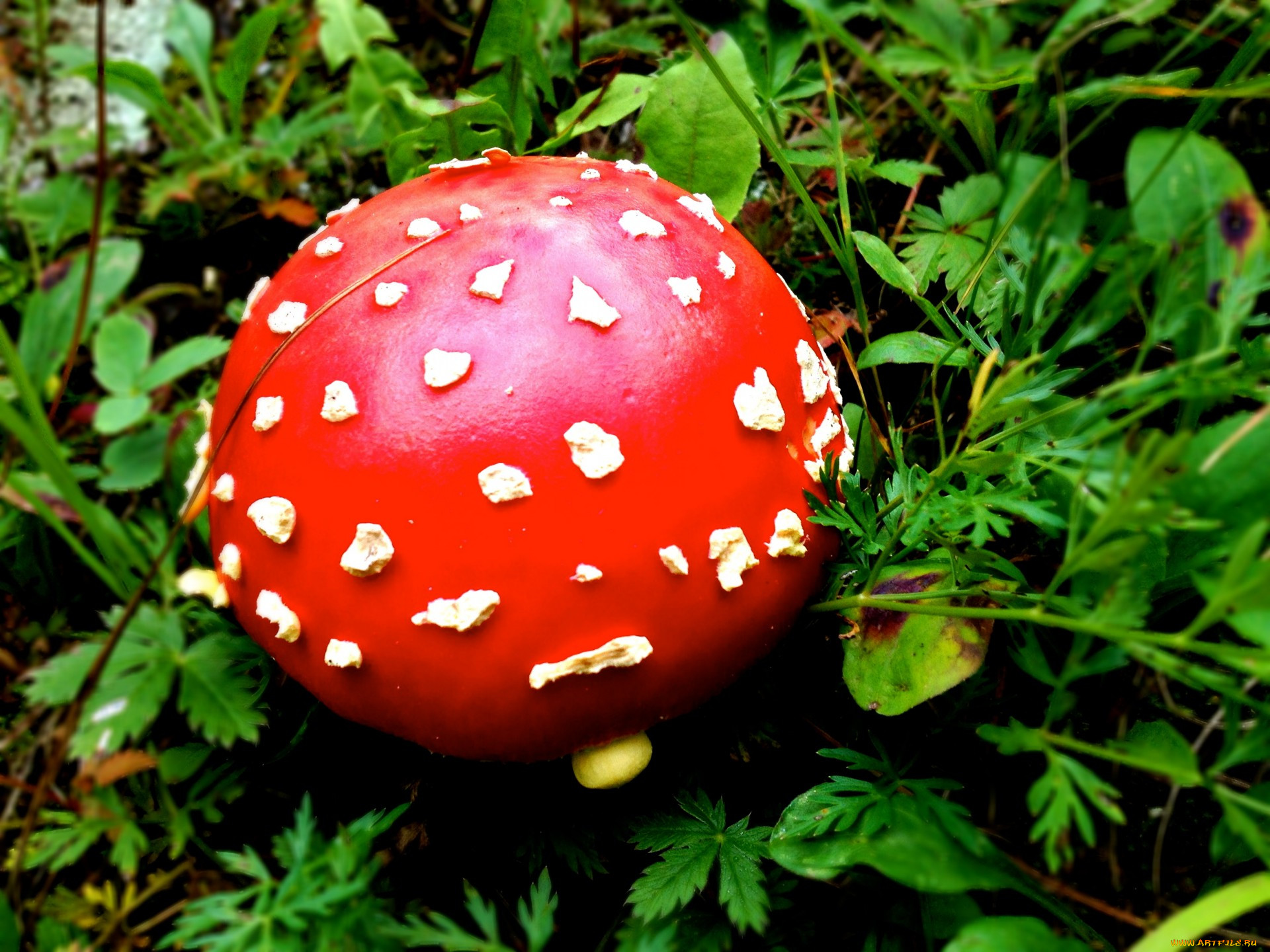 Экологические грибы. Мухоморы. Ядовитые грибы. Шляпка от мухомора красная. Мухомор точки на шляпке.